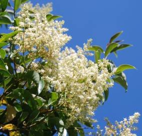 Fotografia da espécie Ligustrum lucidum