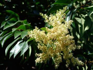 Fotografia da espécie Ligustrum lucidum