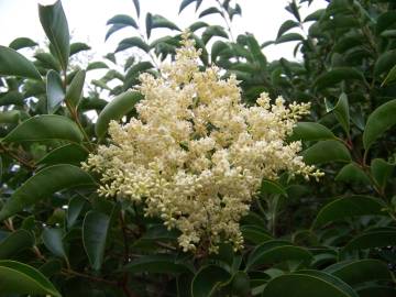 Fotografia da espécie Ligustrum lucidum