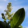 Fotografia 7 da espécie Ligustrum vulgare do Jardim Botânico UTAD