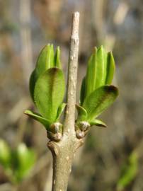 Fotografia da espécie Ligustrum vulgare