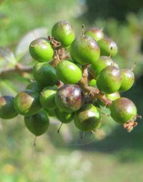 Fotografia 9 da espécie Ligustrum vulgare no Jardim Botânico UTAD