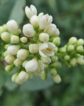 Fotografia 10 da espécie Ligustrum vulgare no Jardim Botânico UTAD