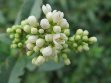 Fotografia da espécie Ligustrum vulgare