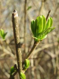 Fotografia da espécie Ligustrum vulgare