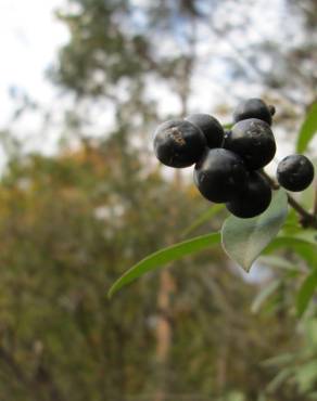 Fotografia 12 da espécie Ligustrum vulgare no Jardim Botânico UTAD