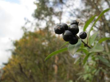 Fotografia da espécie Ligustrum vulgare