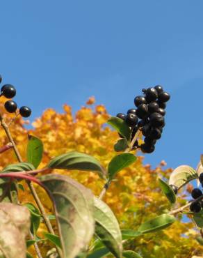 Fotografia 13 da espécie Ligustrum vulgare no Jardim Botânico UTAD