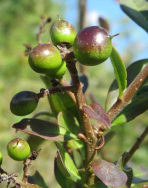 Fotografia 14 da espécie Ligustrum vulgare no Jardim Botânico UTAD