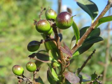 Fotografia da espécie Ligustrum vulgare