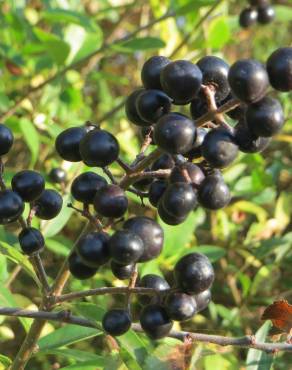 Fotografia 15 da espécie Ligustrum vulgare no Jardim Botânico UTAD