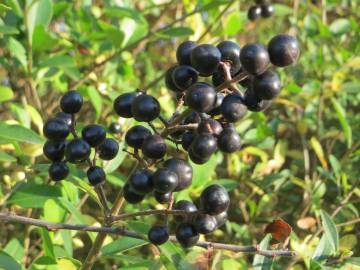 Fotografia da espécie Ligustrum vulgare