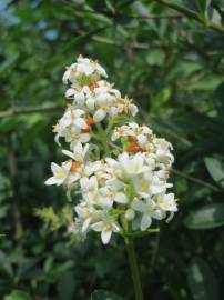 Fotografia da espécie Ligustrum vulgare