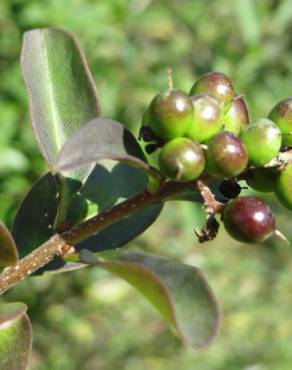 Fotografia 16 da espécie Ligustrum vulgare no Jardim Botânico UTAD