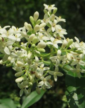 Fotografia 19 da espécie Ligustrum vulgare no Jardim Botânico UTAD