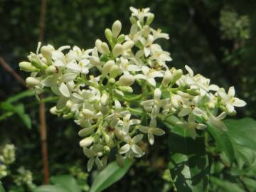 Fotografia da espécie Ligustrum vulgare