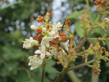 Fotografia da espécie Ligustrum vulgare