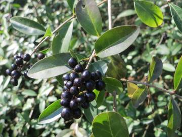 Fotografia da espécie Ligustrum vulgare