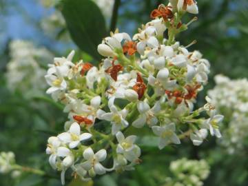 Fotografia da espécie Ligustrum vulgare