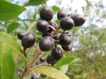 Fotografia da espécie Ligustrum vulgare