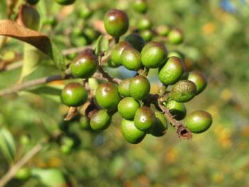 Fotografia da espécie Ligustrum vulgare