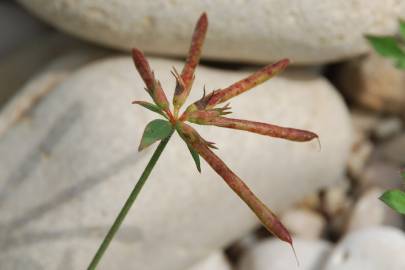 Fotografia da espécie Lotus glaber