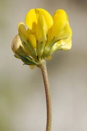 Fotografia da espécie Lotus glaber