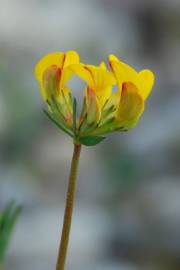 Fotografia da espécie Lotus glaber