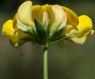 Fotografia da espécie Lotus glaber