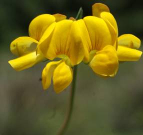 Fotografia da espécie Lotus glaber