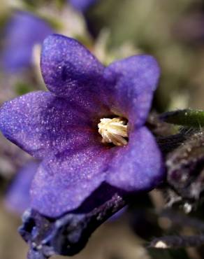 Fotografia 1 da espécie Lithodora fruticosa no Jardim Botânico UTAD