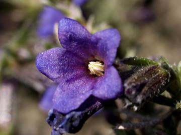 Fotografia da espécie Lithodora fruticosa