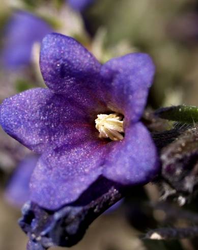 Fotografia de capa Lithodora fruticosa - do Jardim Botânico