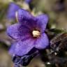 Fotografia 1 da espécie Lithodora fruticosa do Jardim Botânico UTAD