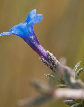 Fotografia 4 da espécie Lithodora fruticosa no Jardim Botânico UTAD