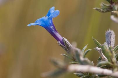 Fotografia da espécie Lithodora fruticosa