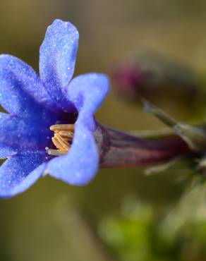 Fotografia 5 da espécie Lithodora fruticosa no Jardim Botânico UTAD