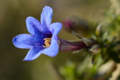 Fotografia da espécie Lithodora fruticosa