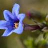 Fotografia 5 da espécie Lithodora fruticosa do Jardim Botânico UTAD