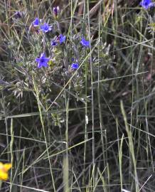 Fotografia da espécie Lithodora fruticosa