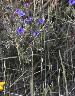 Fotografia 6 da espécie Lithodora fruticosa no Jardim Botânico UTAD