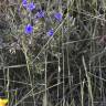 Fotografia 6 da espécie Lithodora fruticosa do Jardim Botânico UTAD