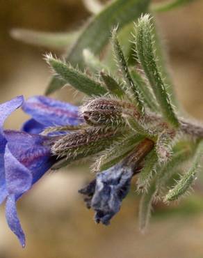 Fotografia 7 da espécie Lithodora fruticosa no Jardim Botânico UTAD