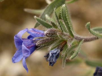 Fotografia da espécie Lithodora fruticosa