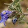 Fotografia 7 da espécie Lithodora fruticosa do Jardim Botânico UTAD