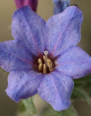 Fotografia 8 da espécie Lithodora fruticosa no Jardim Botânico UTAD