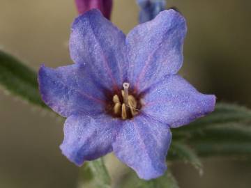 Fotografia da espécie Lithodora fruticosa