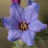 Fotografia 8 da espécie Lithodora fruticosa do Jardim Botânico UTAD