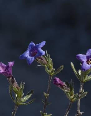 Fotografia 9 da espécie Lithodora fruticosa no Jardim Botânico UTAD