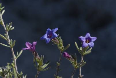 Fotografia da espécie Lithodora fruticosa